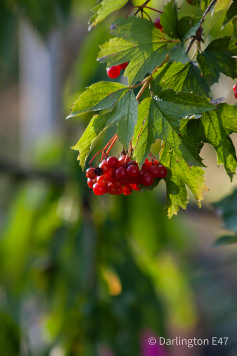 Стигла калина