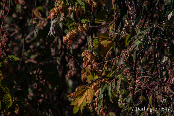 Хміль на сонці