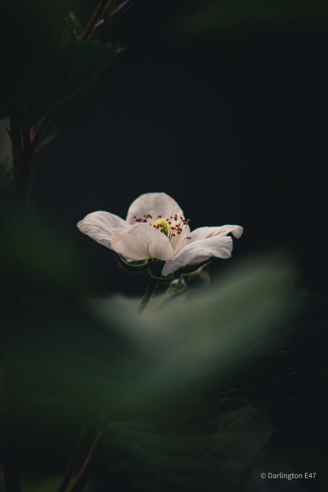 Квітка Ожини